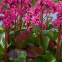 Picture of Bergenia Cordifolia