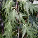 Picture of Betula Pendula Dalecarlica