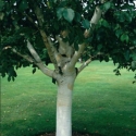 Picture of Betula Silver Shadow