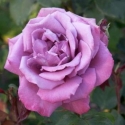 Picture of Blue Sky-Rose