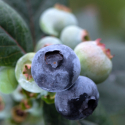 Picture of Blueberry Pink Icing