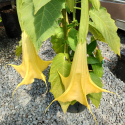 Picture of Brugmansia Butterscotch