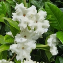 Picture of Brunfelsia White Caps