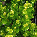 Picture of Buxus Freedom