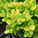 Picture of Buxus Harlandii Richard