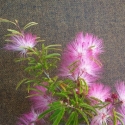 Picture of Calliandra Blushing Pixie