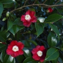 Picture of Camellia Tinsie