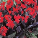 Picture of Canna Tropical Bronze Scarlet