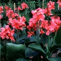 Picture of Canna Tropical Rose