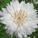 Picture of Centaurea White