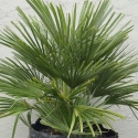 Picture of Chamaerops Humilis