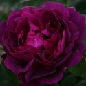 Picture of Chianti-Rose