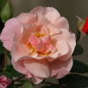 Picture of Clair Matin Clg-Rose