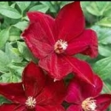 Picture of Clematis Allanah