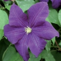 Picture of Clematis Aotearoa