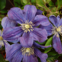 Picture of Clematis Arabella