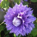 Picture of Clematis Belle of Taranaki