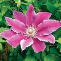 Picture of Clematis Dr Ruppel