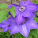 Picture of Clematis Elsa Spath