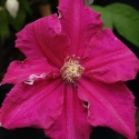 Picture of Clematis Ernest Markham