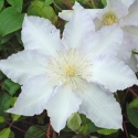 Picture of Clematis Gillian Blades