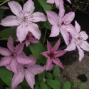 Picture of Clematis Hagley Hybrid