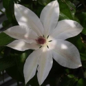 Picture of Clematis Henryii