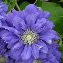 Picture of Clematis Kiri Te Kanawa