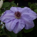 Picture of Clematis Lawsoniana