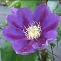 Picture of Clematis Melbourne Cup