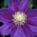 Picture of Clematis Myojo