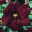 Picture of Clematis Niobe