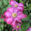 Picture of Clematis Pink Champagne