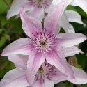 Picture of Clematis Pink Fantasy