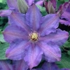 Picture of Clematis Richard Pennell