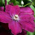 Picture of Clematis Rouge Cardinal