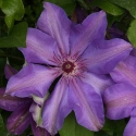 Picture of Clematis Sir Garnet Wolseley