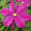 Picture of Clematis Sunset