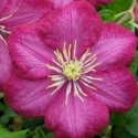 Picture of Clematis Ville de Lyon