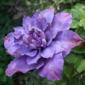 Picture of Clematis Vyvyan Pennell