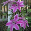 Picture of Clematis William Keay