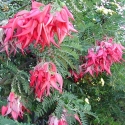 Picture of Clianthus puniceus