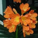 Picture of Clivia Fire Glow