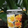 Picture of Clivia Golden Queen