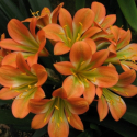 Picture of Clivia Orange and Lime