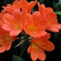 Picture of Clivia Santa Barbara