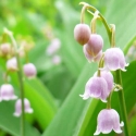 Picture of Convallaria Majalis Rosea