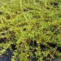 Picture of Coprosma Kirkii Goldstream