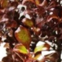 Picture of Coprosma Paradise Punch