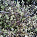 Picture of Coprosma Rhamnoides